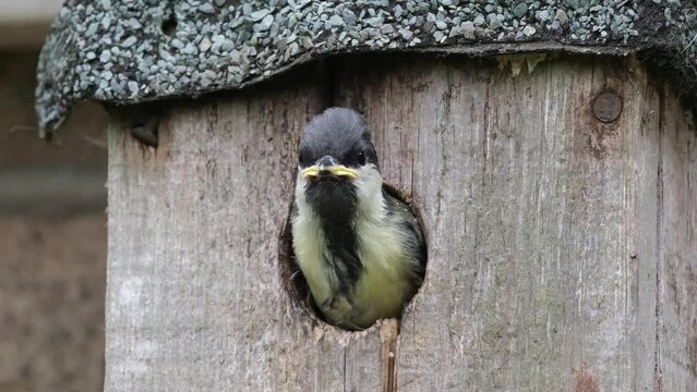 The great tit is a passerine bird in the tit family Paridae. It is a widespread and common species throughout Europe. Young bird about to fledge..