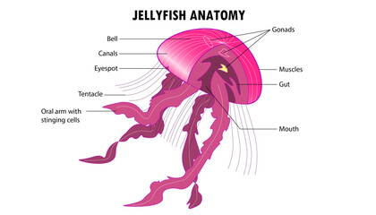 Diagram of the Anatomy of a jellyfish