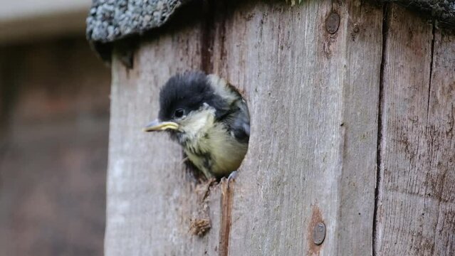 The great tit is a passerine bird in the tit family Paridae. It is a widespread and common species throughout Europe. Young bird about to fledge..