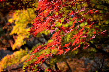 秋の紅葉