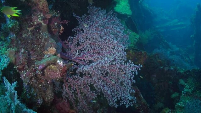 Marine ecosystem of Bali astounds with its soft corals. Soft corals in underwater kingdom give a vibrant hue to marine ecosystem. With their branches, they create mesmerizing spectacle of flowers.