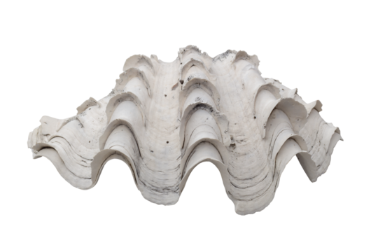 Scaly giant clam shell or Tridacna squamosa isolated on white background included clipping path.