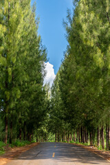 road in the forest