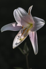 暗闇に輝くユリの花