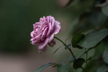 薄紫色の薔薇は落ち着きを感じさせる