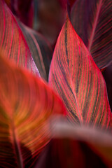 カナン・トロピカル