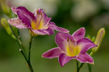 紫色のユリの花