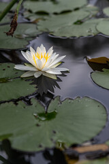 冷たく反射する睡蓮