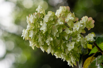 アメリカノリノキはボリューミー