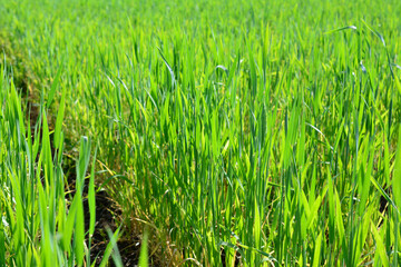 field of green grass on the sunset isolated, close up