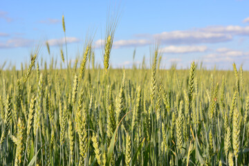 wheat field with blue sky and clouds on background, close up