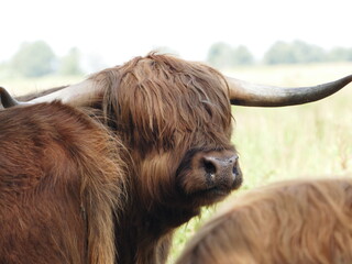 Galloway cattle