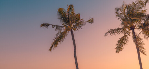 Happy positive energy summer nature background. Closeup coconut palm trees soft sunset sky. Pastel colorful natural landscape. Panoramic vacation wallpaper exotic idyllic forest. Mediterranean foliage