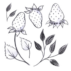 Hand drawn black pencil strawbwerry with leaves isolated on white background. Can be used for postcard, poster, decoration and other printed products.