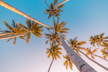 Happy positive energy summer nature background. Closeup coconut palm trees soft sunset sky. Pastel colorful natural landscape. Panoramic vacation wallpaper exotic idyllic forest. Mediterranean foliage