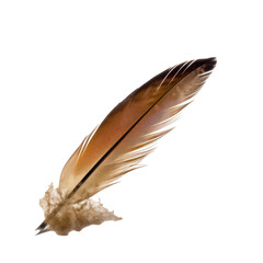 Single brown pigeon bird feather isolated on transparent background. Generative AI.