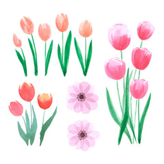 Hand drawn watercolor pink and orange tulips and anemone on white background. Can be used for Scrapbook, post card, textile, invitation, album.