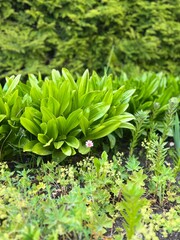 green leaves in the garden