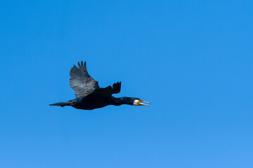 Kormoran im Flug in der Abendsonne