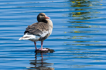Graugans bei einer Rast in der Abendsonne	