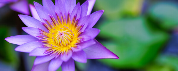 Nature closeup pink purple lotus water lily blooming on blurred water surface and dark green leaves. Wellbeing spa purity nature background. Relaxing nature blooming floral panorama, idyllic sunlight