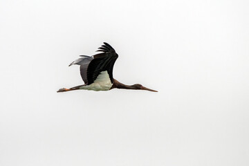 Black stork or Ciconia nigra observed in Gajoldaba in West Bengal, India