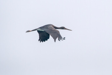 Black stork or Ciconia nigra observed in Gajoldaba in West Bengal, India