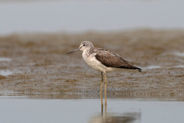 Common greenshank or Tringa nebularia observed in Gajoldaba in West Bengal,India