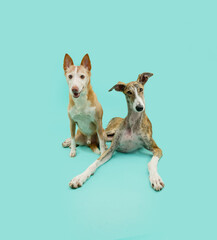 Portrait two pets. Greyhound and  andalusian hound dog lying down with happy smiling expression face. Isolated on blue background