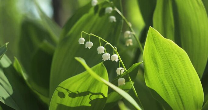 Blooming lily of valley in spring forest.