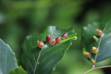 Galls of the Gall Midge (Mikiola fagi) on leaves of Common Beech (Fagus sylvatica).
