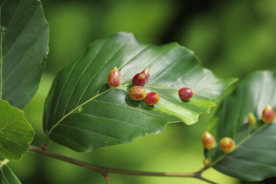 Galls of the Gall Midge (Mikiola fagi) on leaves of Common Beech (Fagus sylvatica).