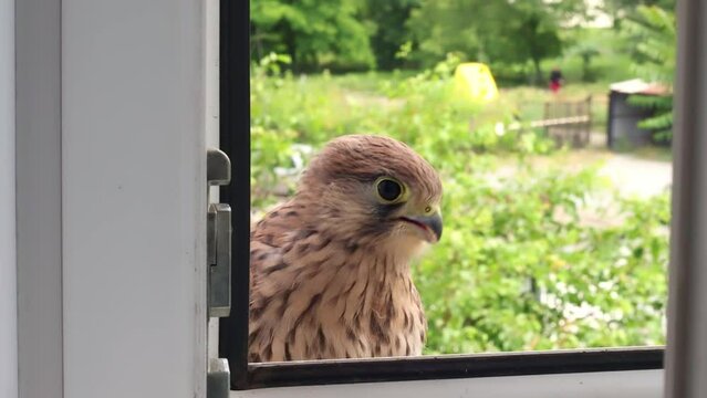The falcon flew into the window of the apartment.