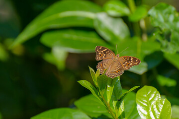 butterfly on a green leaf