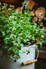 Rucola blühend im Topf, Vintagegarten, Minigarten mit Rucola