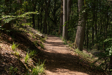 Altstraße bei Bingen zum Damianskopf (Hildegard von Bingen Weg)
