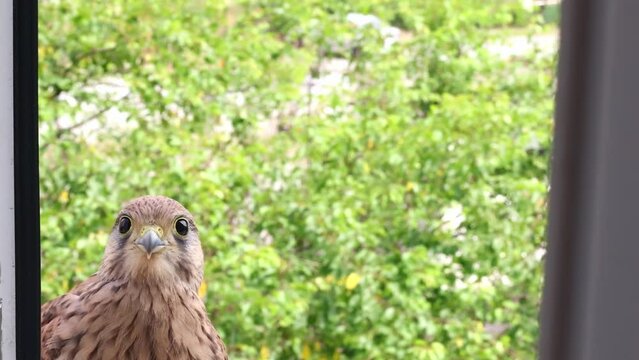 The falcon flew into the window of the apartment.