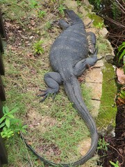 monitor lizard on the ground