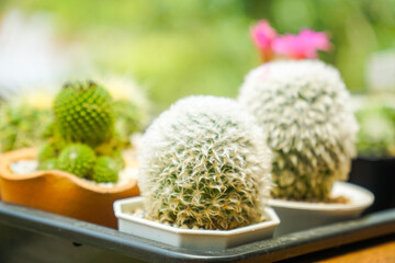 close up and selective focus cactus in pot at garden