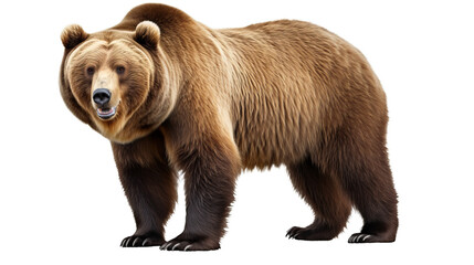 Fototapeta premium Brown grizzly bear isolated on transparent background (PNG) 