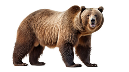Fototapeta na wymiar Brown grizzly bear isolated on transparent background (PNG) 