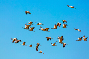 A flock of cranes flies in the sky. A flock of birds during seasonal migrations. Cranes -...