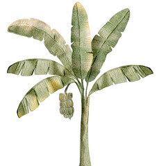 Plant watercolor painting