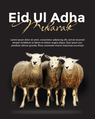 Fototapeta premium Eid Ul Adha Mubarak 2023 Poster Design with by Sheep image