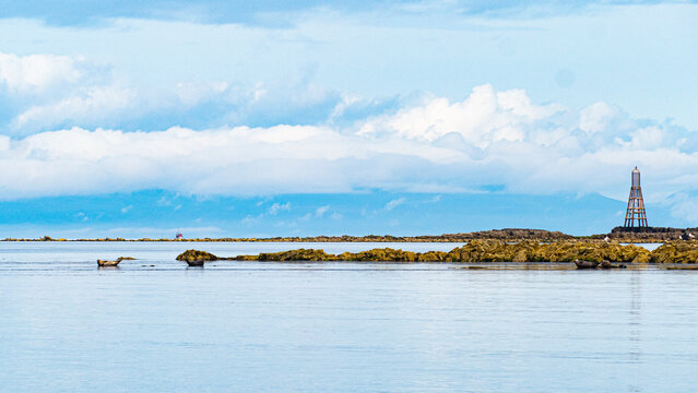 Seals on Rocks