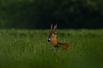 Roebuck capital in the grass