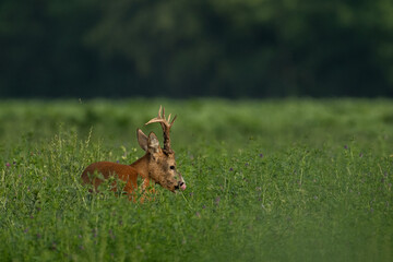 Roebuck capital in the grass