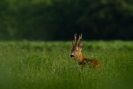 Roebuck capital in the grass