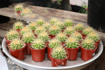 Echinocactus Gruzona is a spherical succulent from the cactus family