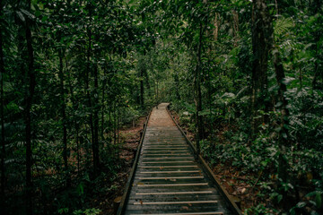 wooden bridge in forest